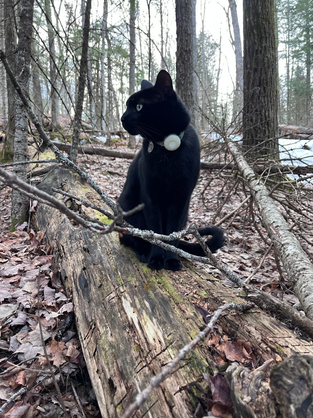 Cat sitting on log