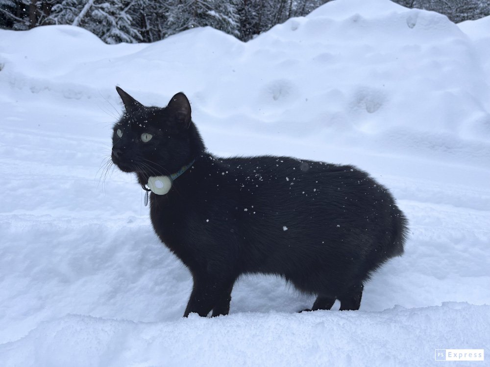 Cat in snow