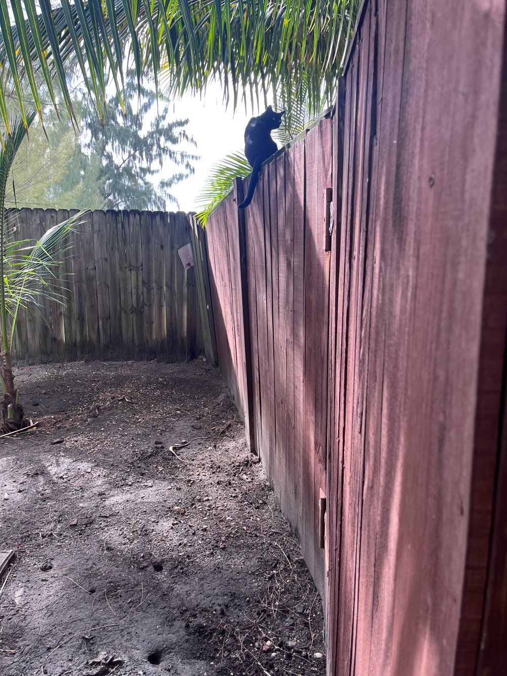 Cat on red fence