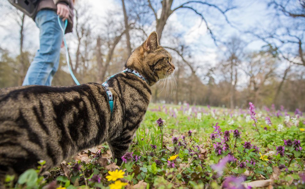 Cat walking on leash on flower bed
