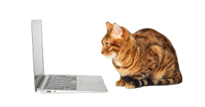 Cat looking at computer screen