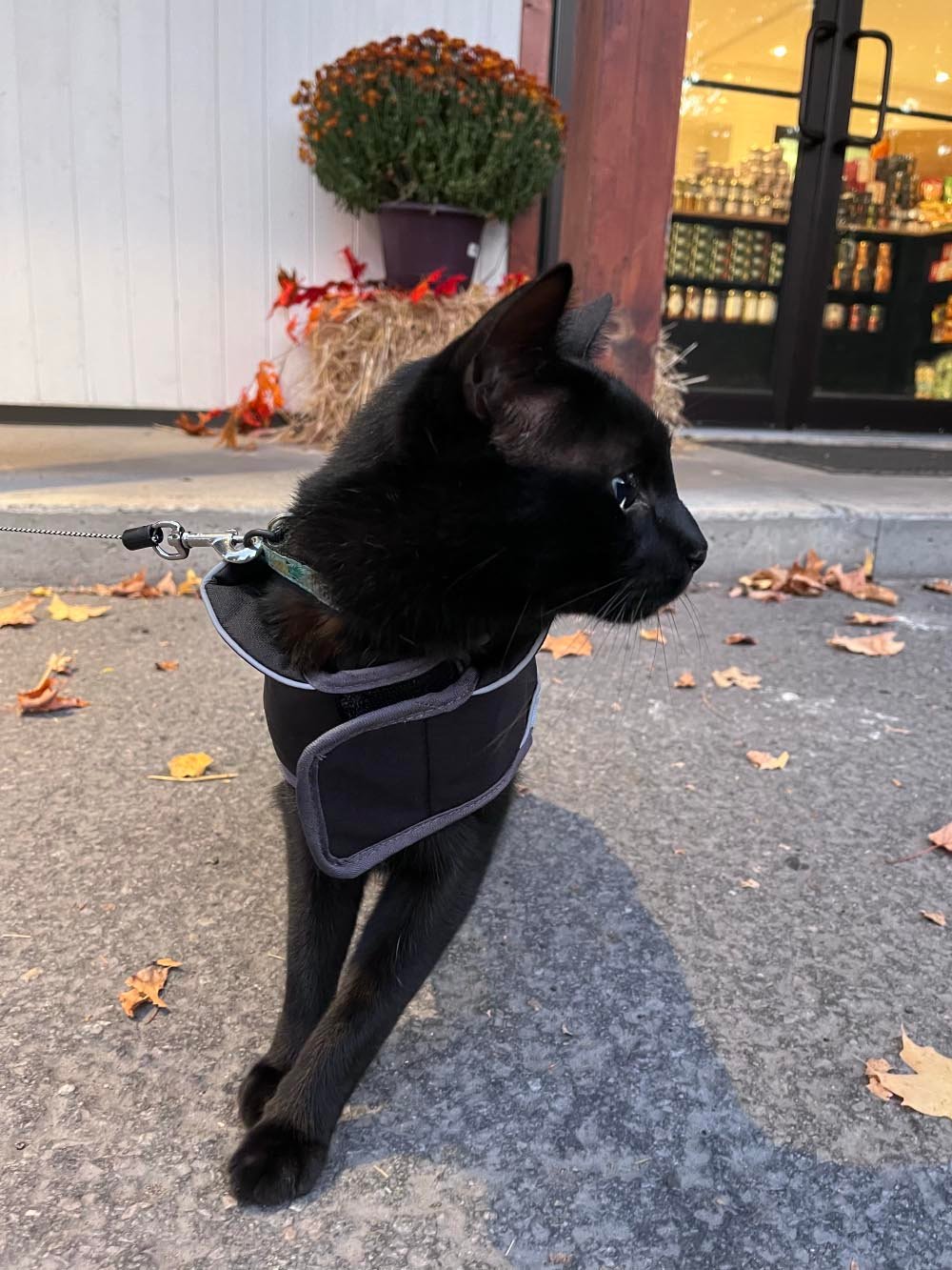 Black cat in coat