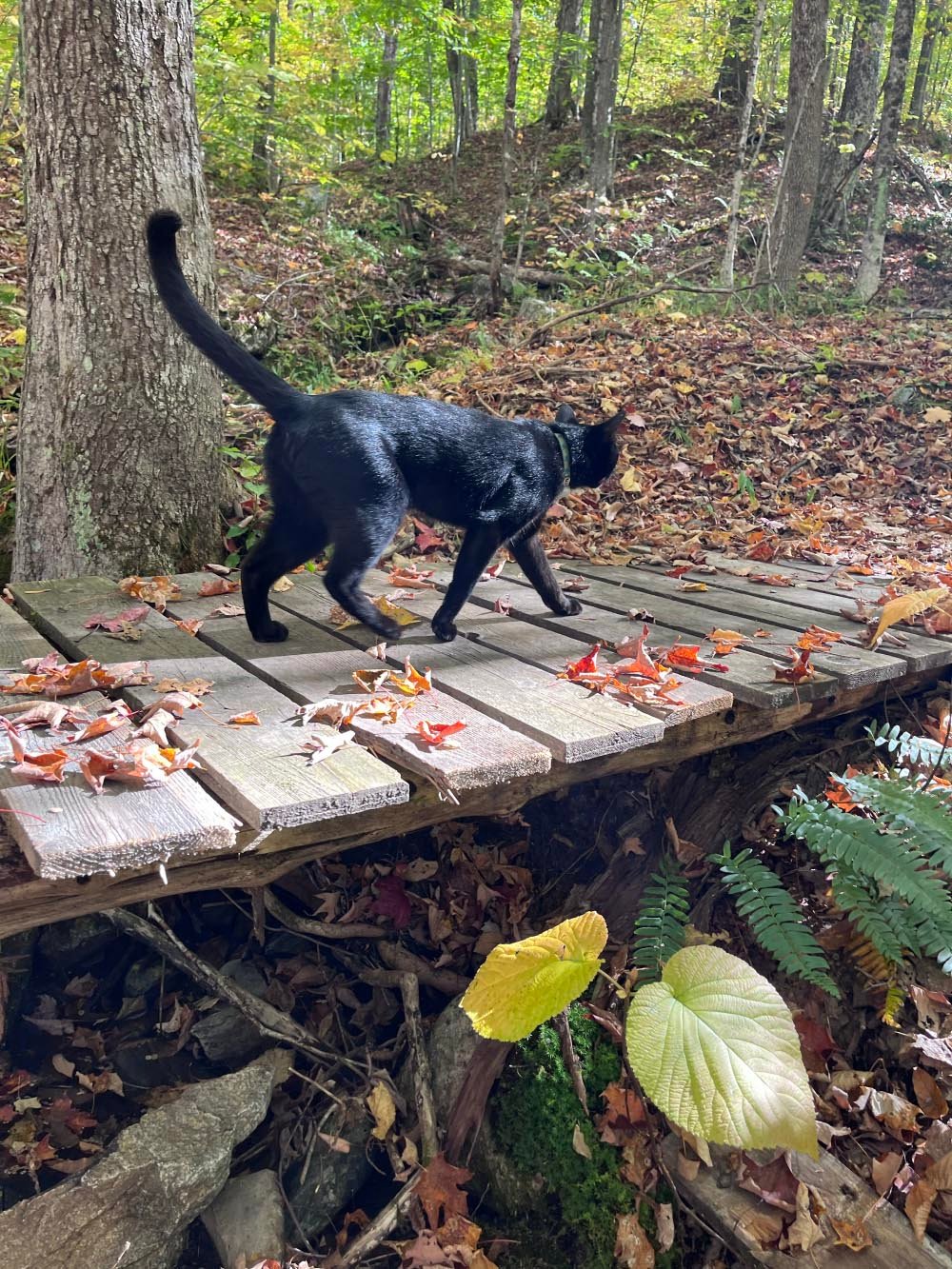 Cat walking in trail