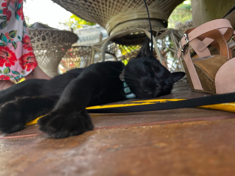 Cat sleeping outside