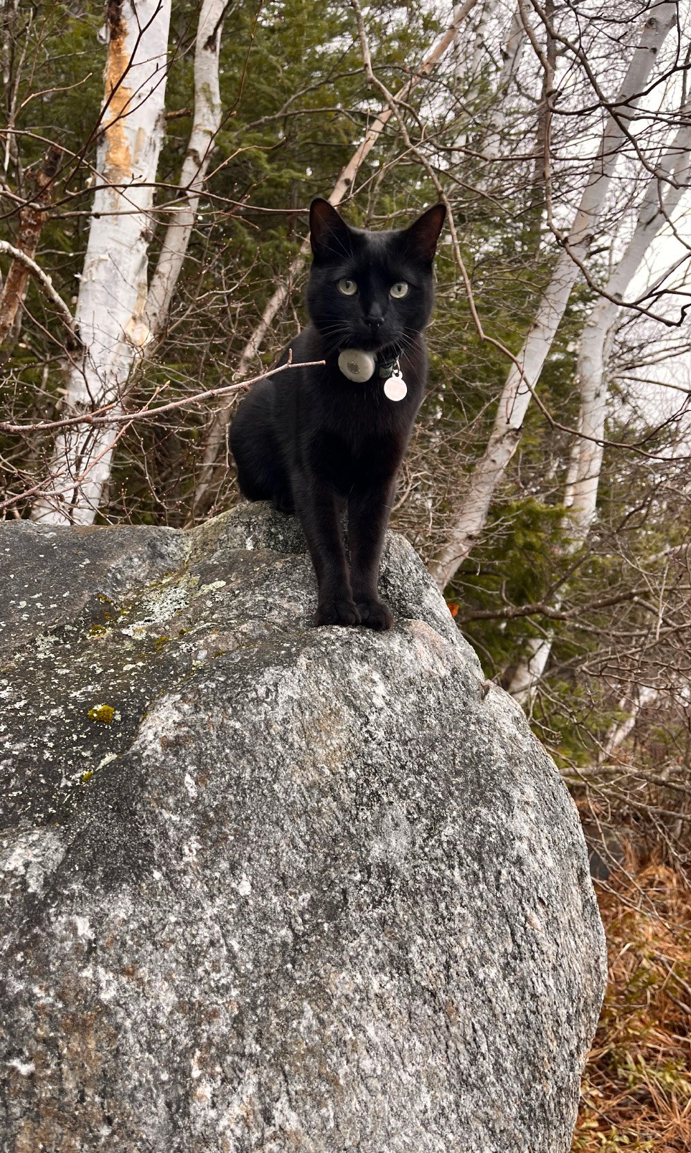 Cat standing on rock