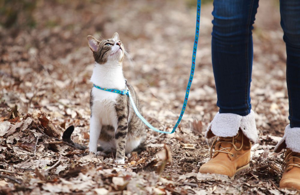 Cat on leash with owner outside